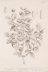 The scarlet oak.
