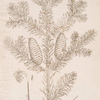 The male fir, or silver fir.