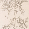 The holly-tree.