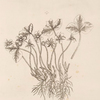 Noble liverwort.