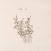 Rue-leaved whitlon grass.