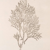 The savine tree.