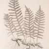 Wall-fern or polypody of the oak.