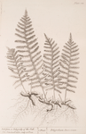 Wall-fern or polypody of the oak.
