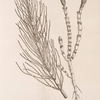 horsetail.