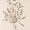 Sea scurvy-grass.