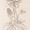 Butterbur.