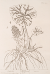 Butterbur.