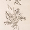 The cowslip or paigle.