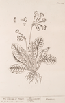 The cowslip or paigle.
