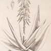 The common aloes.