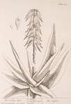 The common aloes.