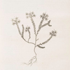 Wall-pepper or stonecrop.