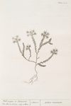 Wall-pepper or stonecrop.