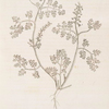 Fumitory.