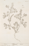 Fumitory.
