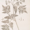 Sweet cicely.