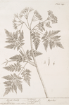 Sweet cicely.