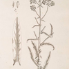 Woad.