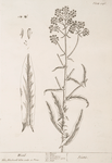 Woad.