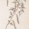 Black poplar.
