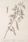 Black poplar.