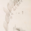Solomon's seal.