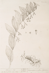 Solomon's seal.