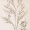 Comfrey.