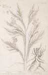 Comfrey.