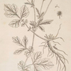 Avens or herb-bennet.