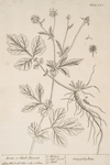 Avens or herb-bennet.
