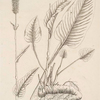 Bistort or snakeweed.