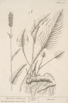 Bistort or snakeweed.