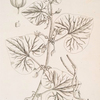 Geeping birthwort.