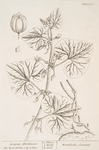 Geeping birthwort.