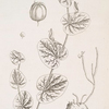 Round birthwort.
