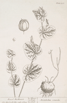 Round birthwort.