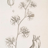 Long birthwort.