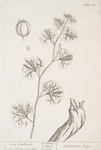 Long birthwort.