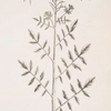 Water-cress.