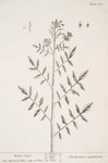 Water-cress.