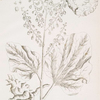 Rhapontic.