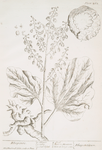 Rhapontic.