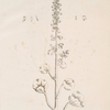 Navelwort.