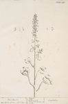 Navelwort.