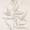 Wild rocket.