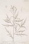 Wild rocket.