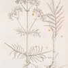 Wild valerian.