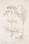 Wild valerian.